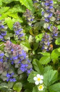 Ajuga plant to encourage bees