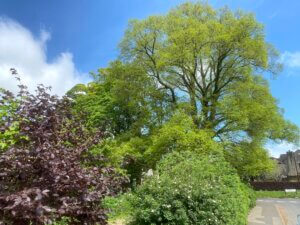 Ecology Community Garden Area